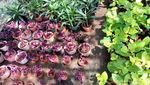 Berkebun dan Beternak Tak Pernah Seasyik Ini