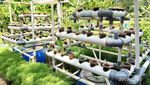 Berkebun dan Beternak Tak Pernah Seasyik Ini