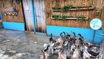 Berkebun dan Beternak Tak Pernah Seasyik Ini