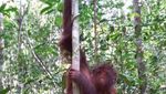 Berkeliling Lokasi Konservasi Orangutan Terbesar Dunia