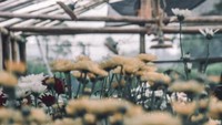 Bunga Dahlia