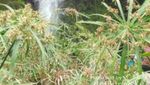 Berkunjung ke 5 Air Terjun di Tegal Dalam 1 Hari, Bisa!