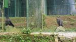 Berkunjung ke Suaka Elang di Bogor yang Jarang Orang Tahu