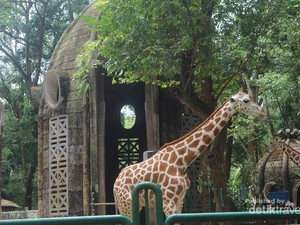 Bermain Bersama Jerapah di Kebun Binatang Ragunan