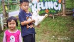 Bermain Bersama Kelinci di Lereng Gunung Lawu