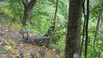 Bermain Bersama Monyet Liar di Hutan Pusuk Lombok