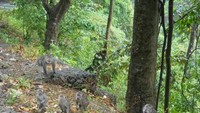 Disepanjang jalan , kita akan menjumpai monyet-monyet jinak , beberapa berukuran kecil tapi ada juga yang berukuran besar.