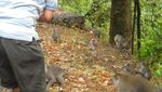 Bermain Bersama Monyet Liar di Hutan Pusuk Lombok
