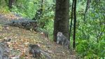 Bermain Bersama Monyet Liar di Hutan Pusuk Lombok