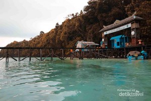 Bermain Bersama Ubur-ubur, Siapa Berani?