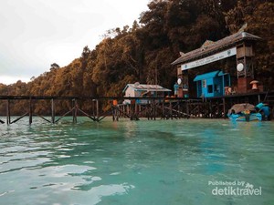 Bermain Bersama Ubur-ubur, Siapa Berani?