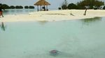 Bermain dengan Bintang Laut di Pulau Pari