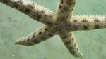 Bermain dengan Bintang Laut di Pulau Pari