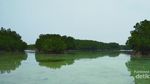 Bermain dengan Bintang Laut di Pulau Pari