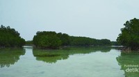 Hutan bakau yang tenang, manunggu kami datang