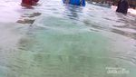 Bermain Dengan Ikan Badut di Pulau Tikus