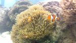 Bermain Dengan Ikan Badut di Pulau Tikus