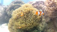 Nemo yang ingin saya temui