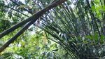 Berpetualang ke Air Terjun Tertinggi di Subang Curug Cileat
