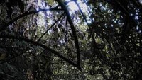 Melewati hutan pegunungan menuju curug cileat