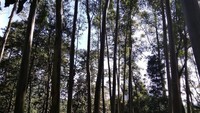 Pepohonan Rindang di Situ Cisanti