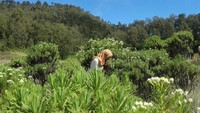 Bunga Edelweiss yang tersebar menambah keindahan savana Gunung Butak