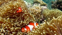 Maha karya Tuhan dibawah laut