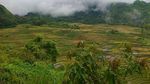 Berselimut Kabut di Malino
