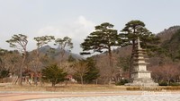 Pohon pinus tertua di Taman Nasional Seoraksan