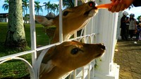 Memberi makan rusa dengan buah pepaya