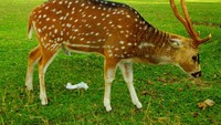 Rusa yang lucu