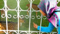 Bercengkrama dengan rusa