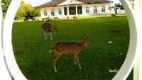 Rusa yang berkeliaran di halaman Rumah Gubernur