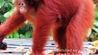 Orangutan