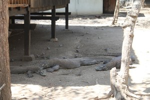 Bertamu ke Rumah Sang Naga Purba