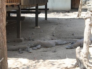 Bertamu ke Rumah Sang Naga Purba