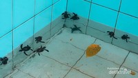 Tukik di dalam kolam