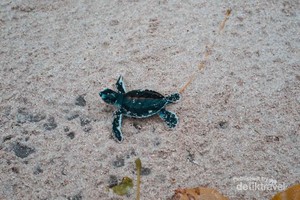 Bertemu Anak Penyu di Pantai Pulau Sangalaki