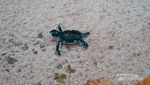 Bertemu Anak Penyu di Pantai Pulau Sangalaki