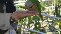 Burung betet