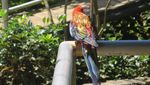 Bertemu Burung-Burung Cantik di Bandung