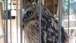 Bertemu Burung-Burung Cantik di Bandung