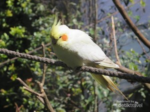 Bertemu Burung-Burung Cantik di Bandung