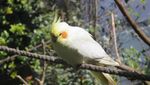 Bertemu Burung-Burung Cantik di Bandung