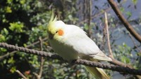 Burung kakaktua
