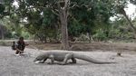 Bertemu dengan Sang Legenda, Si Komodo Naga