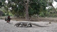 Sang Ranger dengan Komodo di Loh Buaya, Pulau Rinca