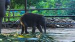 Bertemu Gajah di Alam Liar Way Kambas Lampung