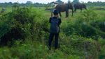 Bertemu Gajah di Alam Liar Way Kambas Lampung