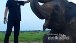Bertemu Gajah di Alam Liar Way Kambas Lampung